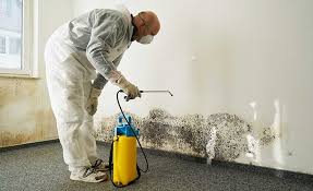 Mold Remediation for Vacation Homes in Basile, LA