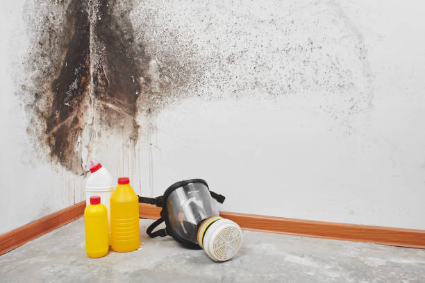 Best Mold Remediation for Vacation Homes  in Basile, LA