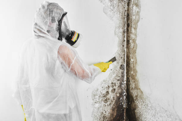 Forensic Mold Investigation in Basile, LA