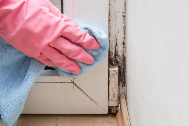 Best Basement Mold Removal  in Basile, LA