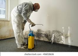 Best Basement Mold Removal  in Basile, LA